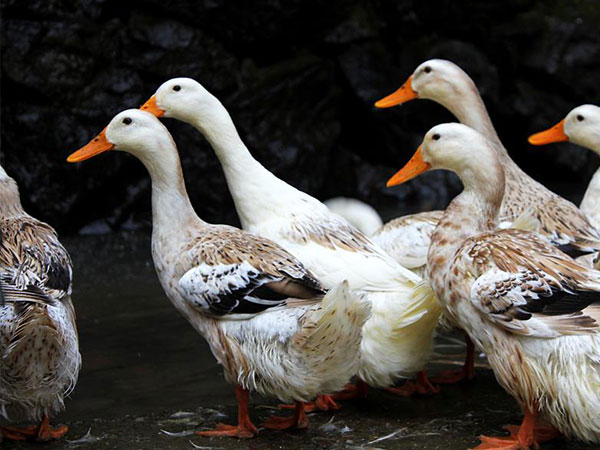 肉鸭不可忽视的健康隐患——曲霉菌病